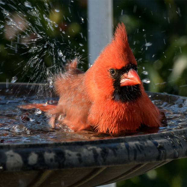 Cardinal splashing in bird bath