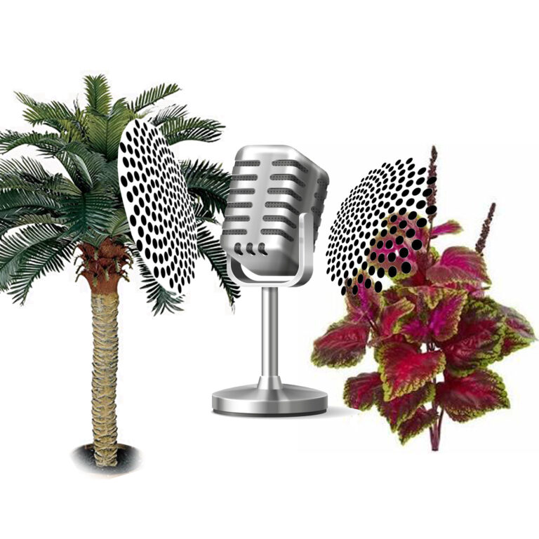 Picture of palm tree, mic, and coleus plant