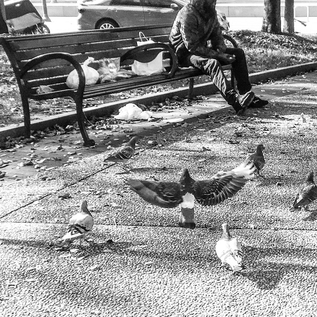 Pigeons and a homeless person in the park